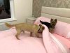 Juli 'making the bed' for Pippa, in her new home in Limerick, Ireland, after travelling from Torremolinos in S.Spain.